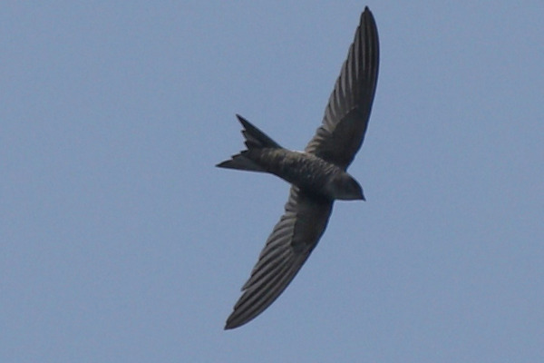 White-rumped Swift