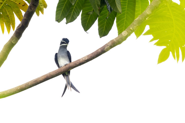 White-rumped Treeswift