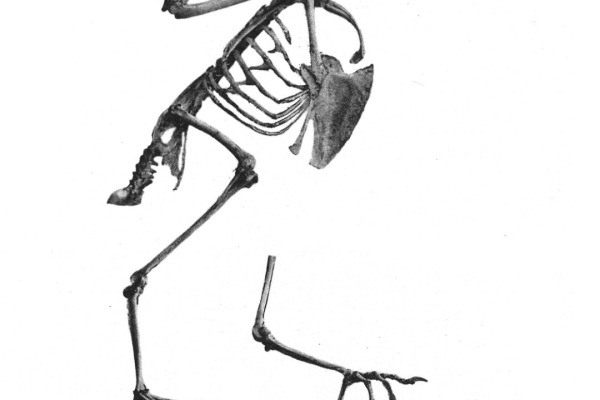 White-rumped Triller