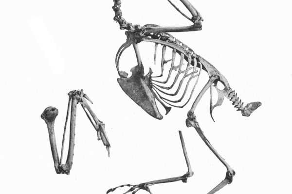 White-rumped Triller