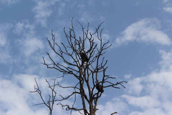 White-rumped Vulture