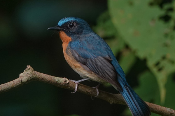 White's Blue Flycatcher