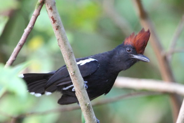 White-shouldered Antshrike
