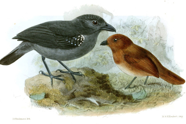 White-shouldered Antshrike