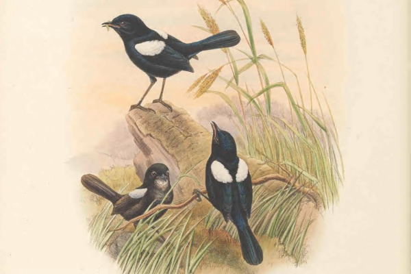 White-shouldered Fairywren