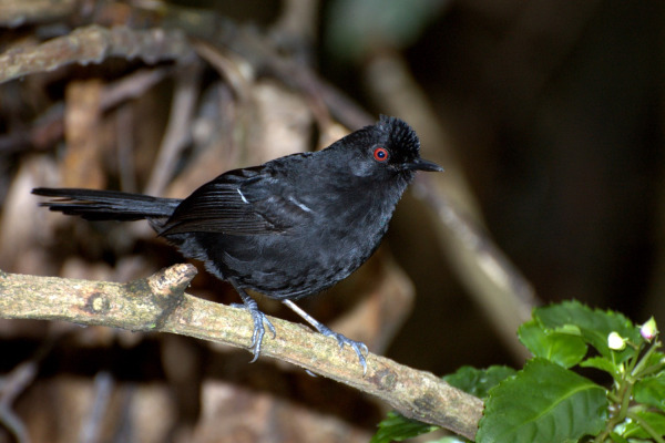 White-shouldered Fire-eye