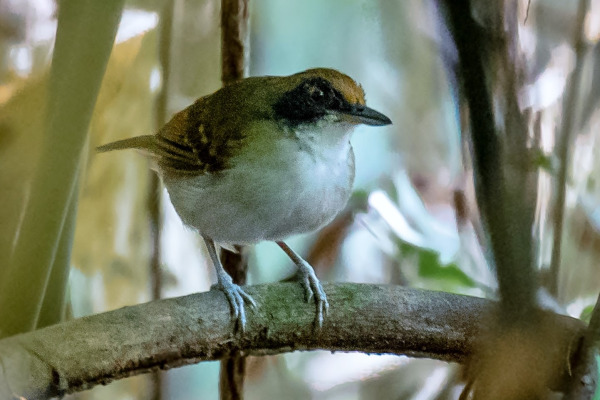 White-shouldered Fire-eye
