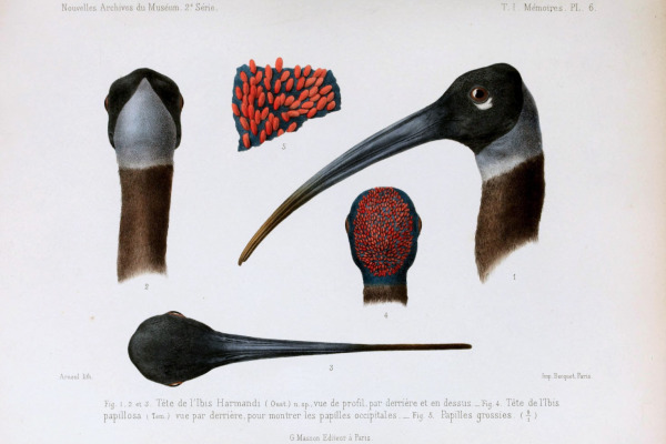 White-shouldered Ibis