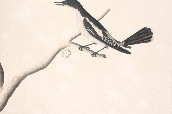 White-shouldered Triller