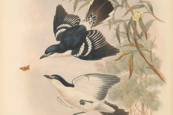 White-shouldered Triller