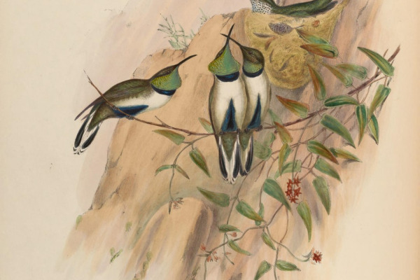 White-sided Hillstar
