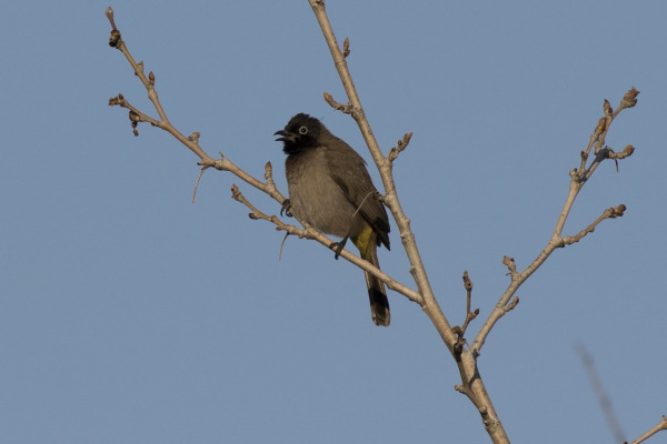 White-spectacled bulbul