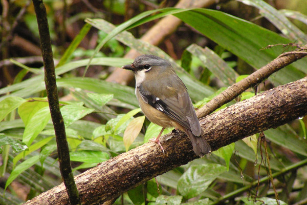 White-spectacled Monarch