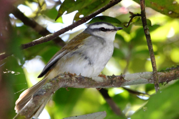 White-spectacled Redstart