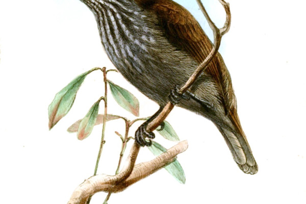 White-spotted Antbird