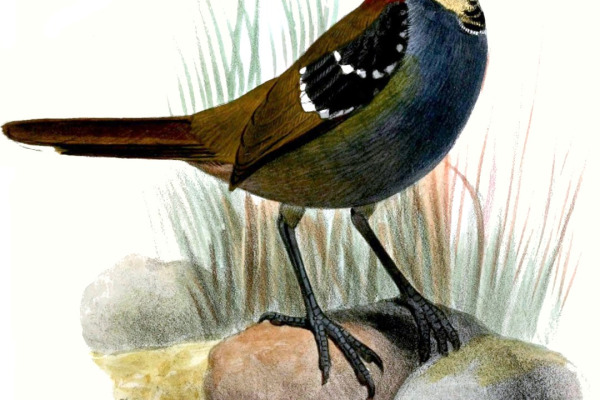 White-spotted Catbird