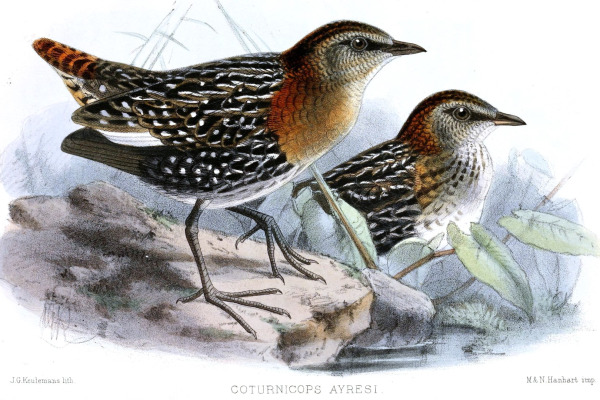 White-spotted Flufftail