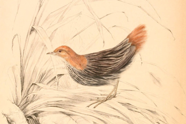 White-spotted Flufftail