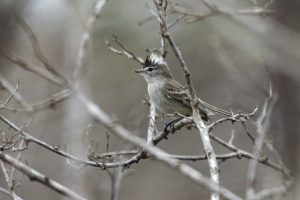 White-spotted Woodpecker