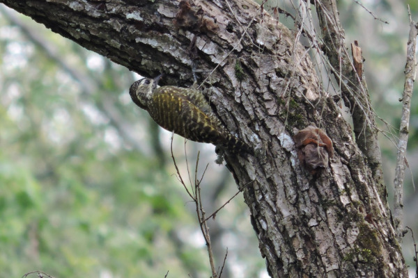 White-spotted Woodpecker