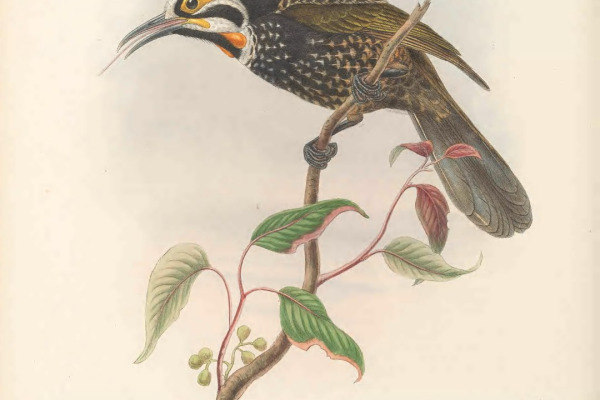 White-streaked Honeyeater