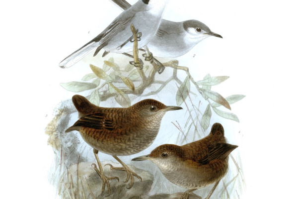 White-striped Antbird