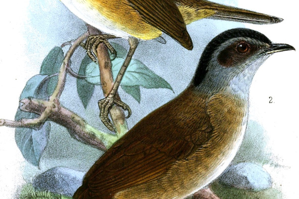 White-tailed Ant-Thrush