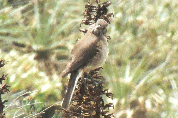 White-tailed Cinclodes