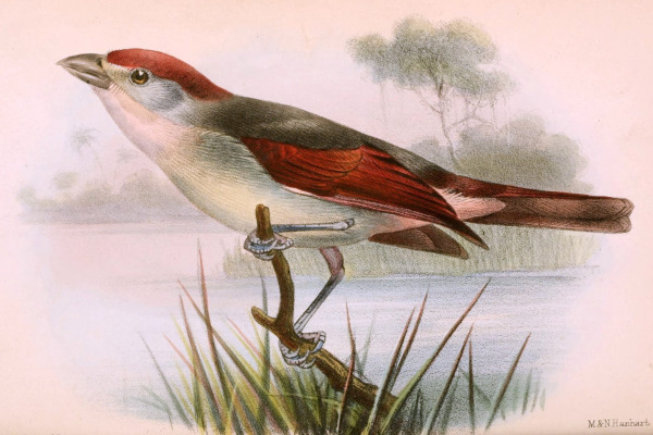 White-tailed Crested Flycatcher