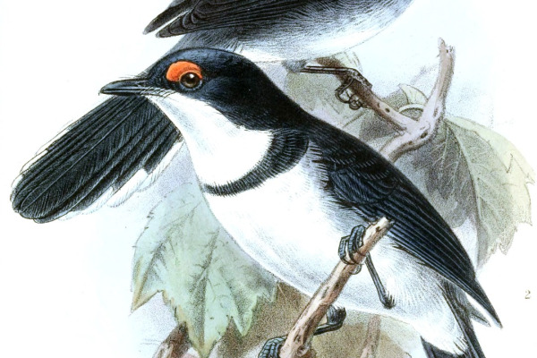 White-tailed Crested-Flycatcher