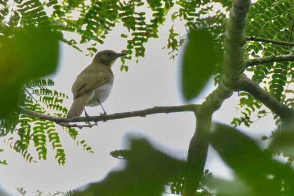 White-tailed Crested Flycatcher