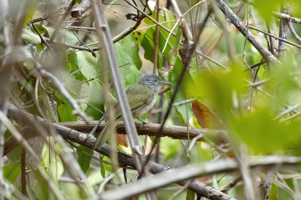 White-tailed Crested-Flycatcher