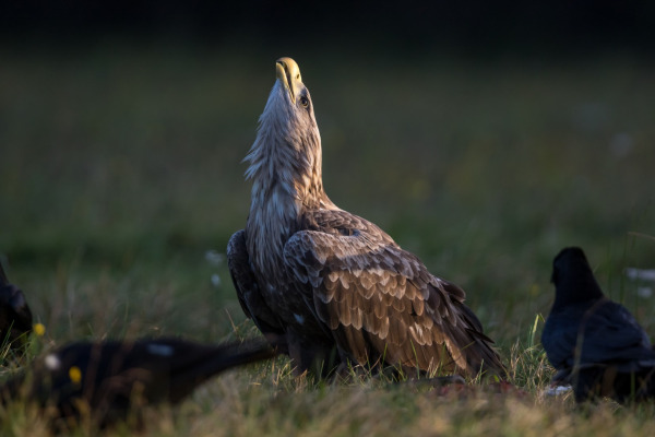 White-tailed Eagle