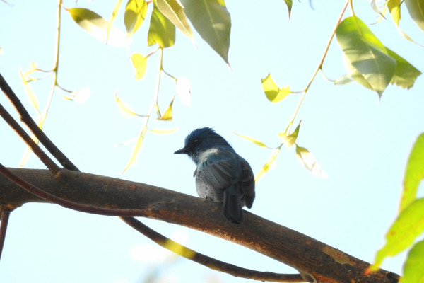 White-tailed Flycatcher