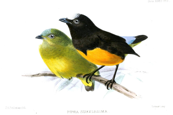 White-tailed Goldenthroat