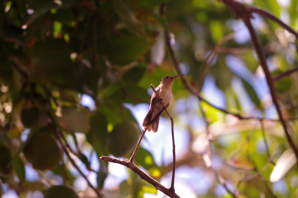 White-tailed Hillstar