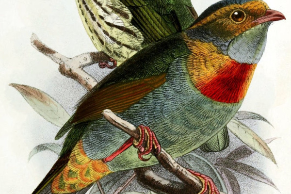 White-tailed Hillstar