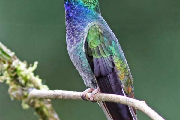 White-tailed Hillstar