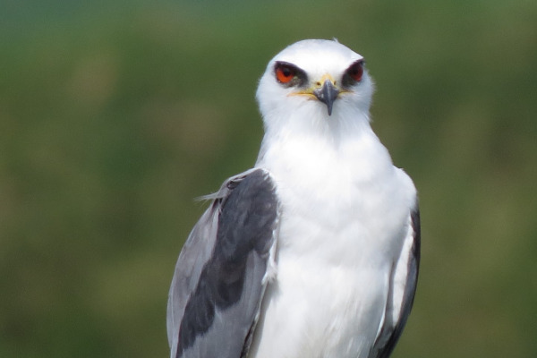 White-tailed Kite