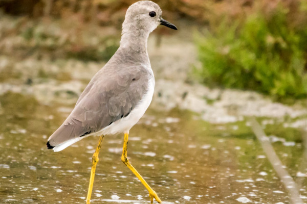 White-tailed Lapwing