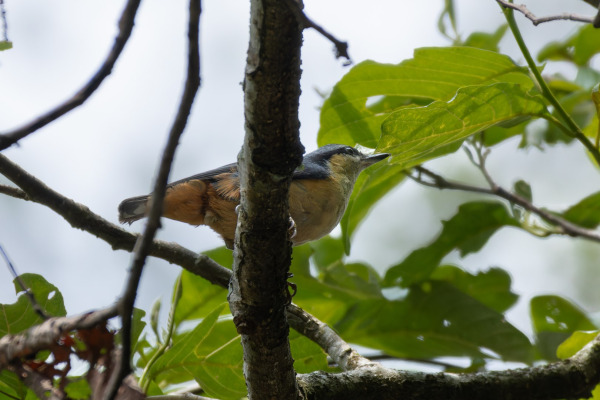 White-tailed Nuthatch