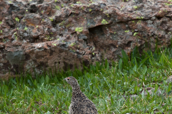 White-tailed Ptarmigan