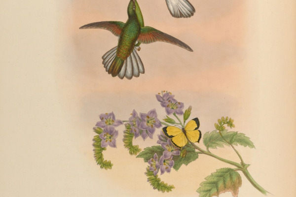 White-tailed Sabrewing