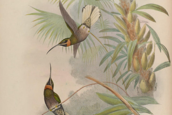 White-tailed Sabrewing