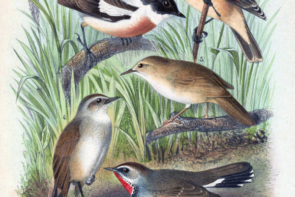 White-tailed Stonechat