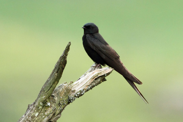 White-tailed Swallow