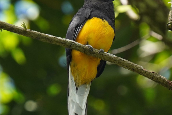 White-tailed Trogon