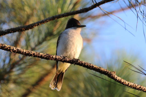 White-tailed Tyrant