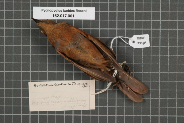 White-tailed Warbler