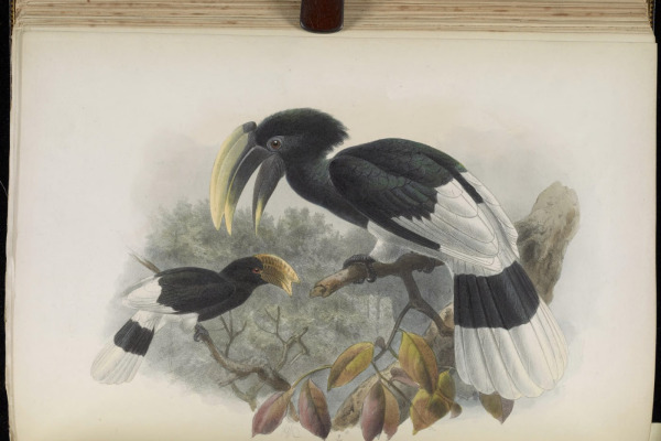 White-thighed Hornbill